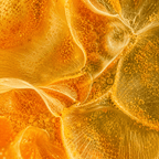 Luteïne